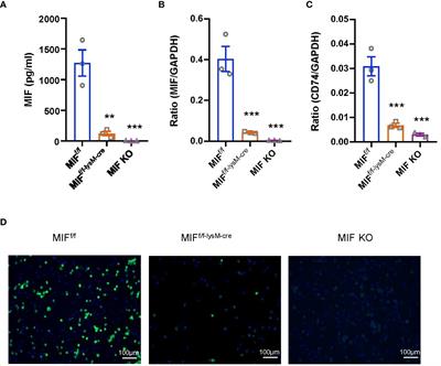 Macrophage-derived macrophage migration inhibitory factor mediates renal injury in anti-glomerular basement membrane glomerulonephritis
